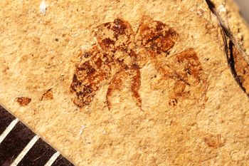 Media type: image;   Entomology PALE-3489